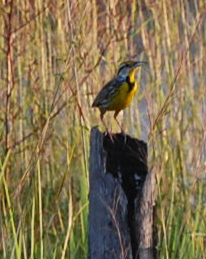 Eastern Medowlark